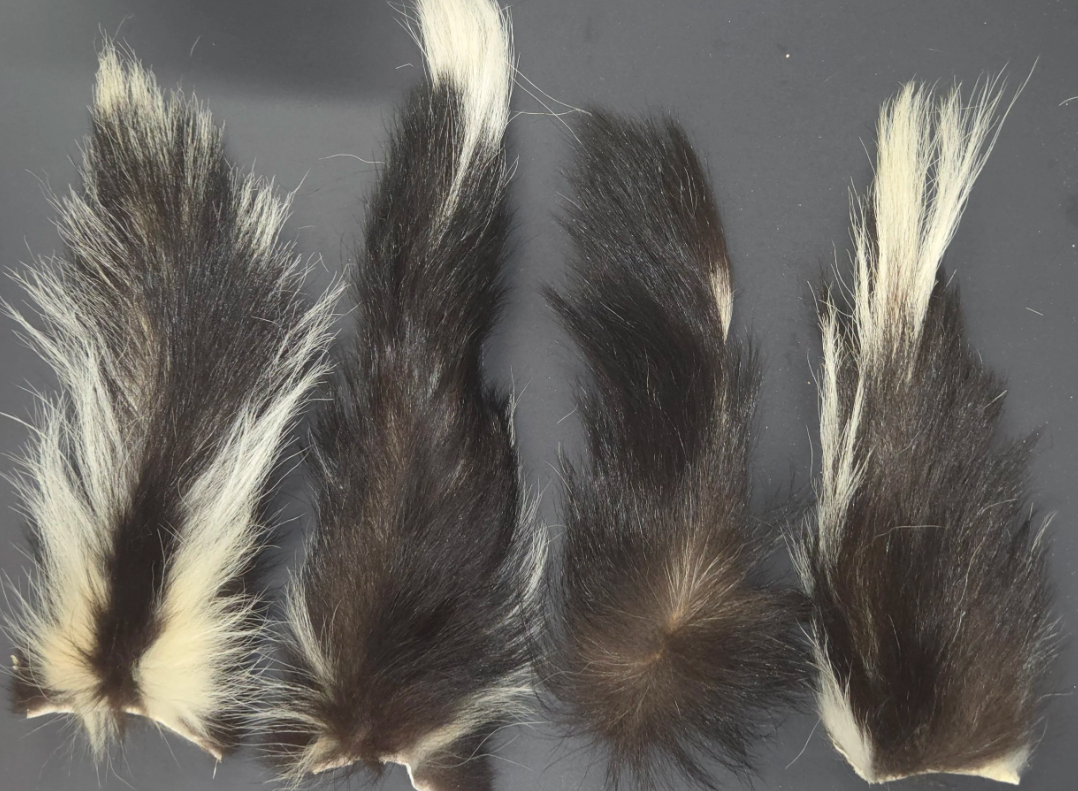 Skunk Tail