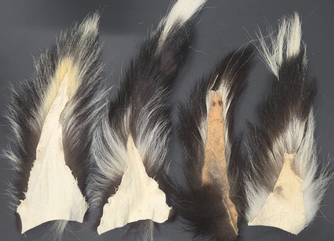 Skunk Tail