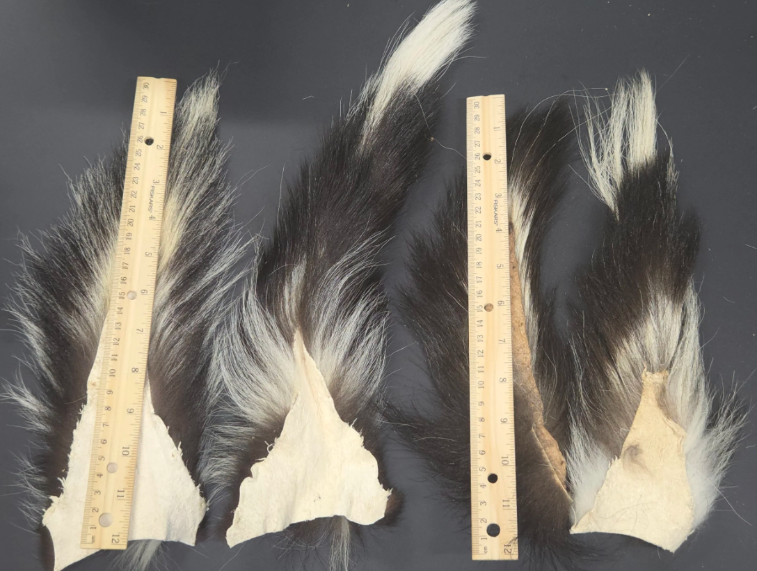 Skunk Tail